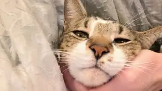 インフルの次は長男猫が病院⁈愛猫を抱きながら感傷に浸る母
