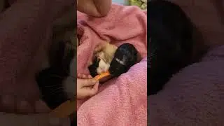 Милые морские свинки 😍 #shorts  #funny  #love #pig