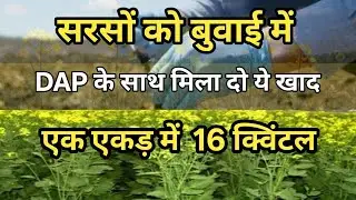 Sarso me potash kab Dale | sarso me potash kitna  Dale | सरसों की फसल में पोटाश का प्रयोग | part 5 |