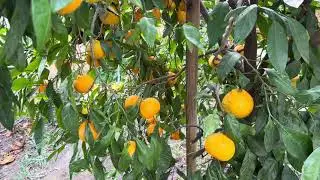 МАНДАРИНЫ ПОЛЬЗА И ВРЕД.