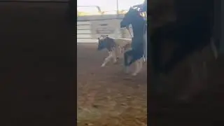 First rodeo
