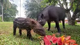 Gentle Giants: mom & baby having a feast meal l Kabalebo l Suriname