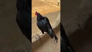 Mushka aseel murga ❤️🥰#aseelmurga #aseel #ytshorts #shortsfeed #shortsvideo #shorts #mushka #murga