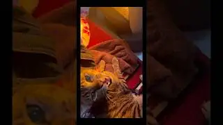 Laundry cat moana 🐾#shorts #shortsfeed #shortsvideo #laundry #catvideos #cat #shortvideo