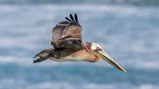 Animal 7/159: Brown Pelican. Red Dead Redemption 2 21st Century Compendium Update