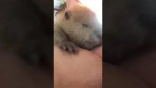 Baby beaver #beavers #babybeaver #cute Petunia