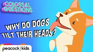 Why Do Dogs Tilt Their Head? | COLOSSAL QUESTIONS