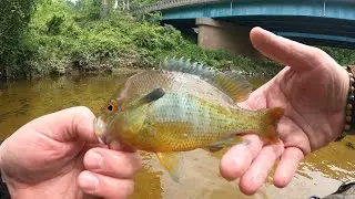 Fly Fishing the North Anna River on my Birthday