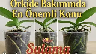 Как поливать орхидеи?  Практическое подробное объяснение.  #вирусный #открой для себя #тренд #орасан