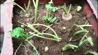 HOW TO GROW TURNIP IN POTS FROM CUTTING /شلجم کو اگاءیں کٹنگ سے @khoobsuratnature6227 