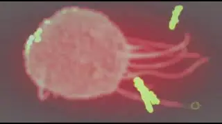 Macrogard Pet Avert