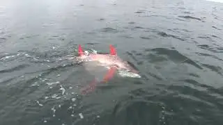 THE ORANGE FREAK CIRCLE FISH