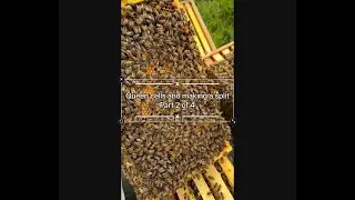 Queen cells and making a split Part 2 of 4