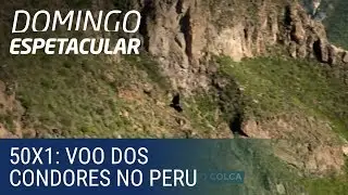 50x1: Álvaro Garnero presencia o voo dos condores no Peru