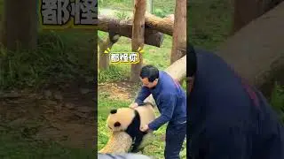 &ldquo;Planting Knowledge 🌱 Protecting the Giant Panda 🐼&rdquo; #shorts