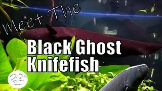 Meet the Black Ghost Knife Fish | Species Profile