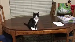 Sad tuxedo kitten