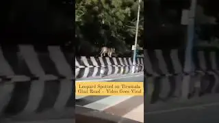 Leopard Spotted on Tirumala Ghat Road &ndash; Video Goes Viral#Tirumala #LeopardSighting #TirupatiNews