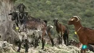 Quesos El Bosqueño en Agrosfera de LA2 TVE