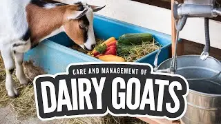 Mastering Dairy Goat Care in 2024 | Care and Management of Dairy&nbsp;Goats