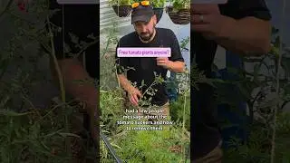 How to make free tomato plants. #tomato #tomatogrowing #polytunnel #greenhouse #growyourownfood