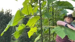 Der Blauglockenbaum