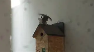 House sparrows mating season