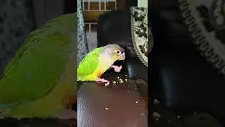 big mom and kido love to eat #smallconure #birds #parrot #love #food #viralvideo #viral #viralshorts