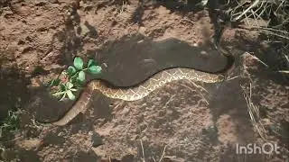 Encontro insano de animais no caminho da pescaria 🎣🐗