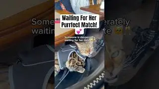 Desperately Waiting For Her Date💕 #purrfectmatch