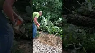 Bur oak Tree fell after severe storm