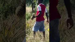 Rare Pineapple harvest 