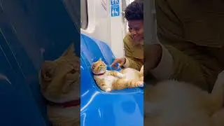 Adorable Orange Tabby Cat Chills on Subway Seat 😻❤️ #kitten #cute #meow