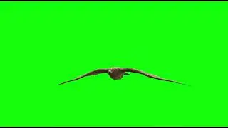 Eagle Green Screen