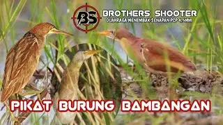 Pikat Burung Bambangan