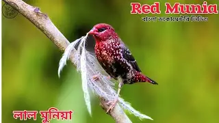 Red Munia বিলুপ্তপ্রায় এই পাখি। অপূর্ব সুন্দর এই পাখি(লাল মুনিয়া)