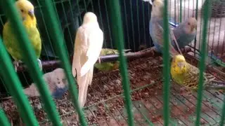 Pets and animals lover 504 is live! budgies are suffering from fever 🤒🤒