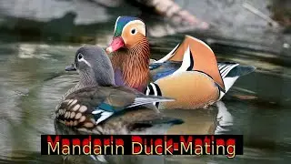 Mandarin Duck Love: Intimate Moments in the Wild