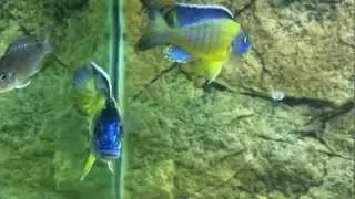 Aulonocara stuartgranti blue neon Undu reef - PISCES