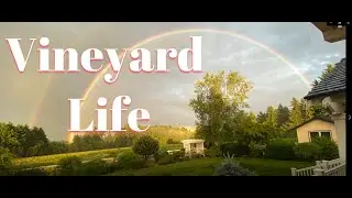 Vineyard Life