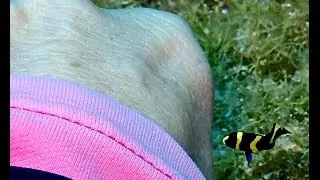 Juvenile French Angelfish Video