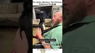 Part43丨Spider Monkey Core . 🕷️🐒#funnyanimals #funnymonkey #spidermonkey #core #viralvideo