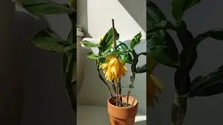 Dendrobium sulcatum