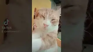 #fypppppppppppppppppppppppppppppppppppppppppppppppppppppppppppp #cat #comelearnwithpibby #pets