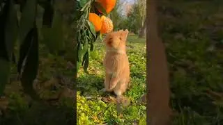 🐇Rabbit are mammals of the order Lagomorpha. 🐰 #ytshorts #shorts