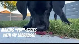 MAKING PUPSICLES WITH MY LABRADOR!