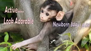 Cutest baby girl 2020, Newborn baby Toyota now very active after age 3days old, Adorable baby monkey