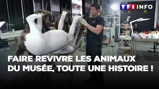 Faire revivre les animaux du musée, toute une histoire !