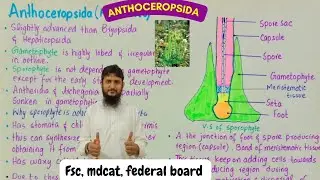 anthoceropsida class 11 | life cycle of hornworts