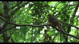 A beautiful Brown Cuckoo-dove (Macropygia phasianella) seen near Orbost in Victoria.